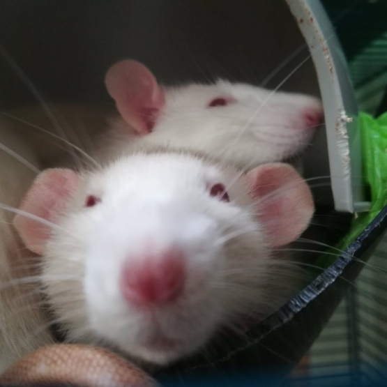 Image pour l'annonce Ratons à l'adoption