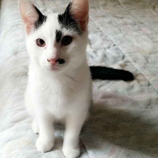 Image pour l'annonce A adopter Bentley chaton zen doux et calin