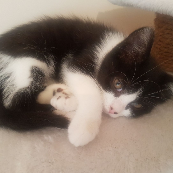 Image pour l'annonce A adopter Oreo chaton gentil, câlin, sociable et joueur