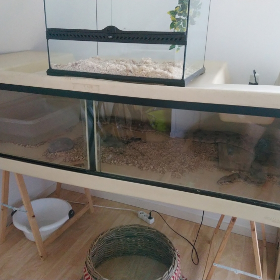 Image pour l'annonce Couple boas constrictors