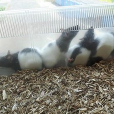 Image pour l'annonce ratons de 10 semaines à vendre