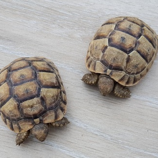Image pour l'annonce VENDS BEBES TORTUES DE TERRE MAURESQUE