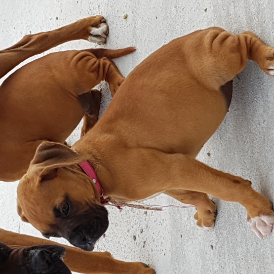 Image pour l'annonce Chiots boxer
