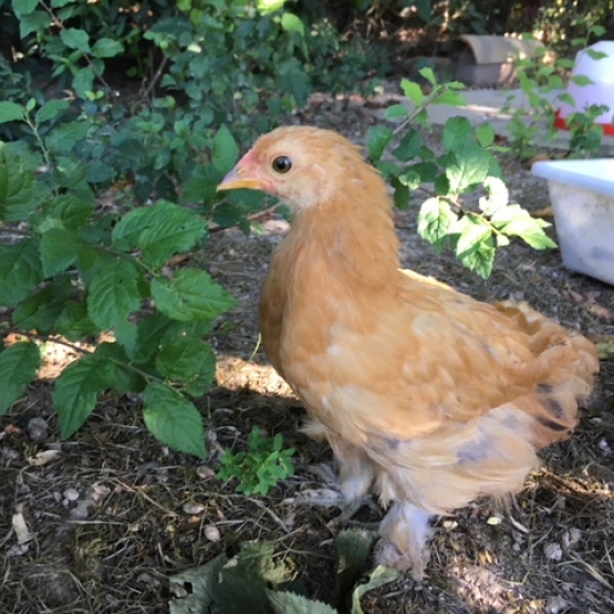 Image pour l'annonce Coq Bantam de Pékin