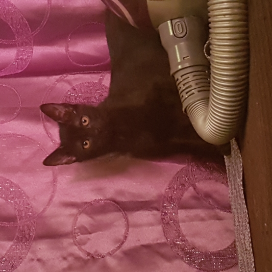 Image pour l'annonce Donne chaton