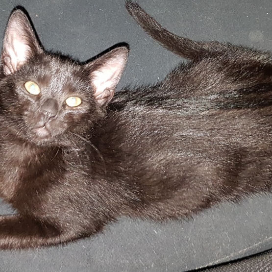 Image pour l'annonce CHATONS à l'adoption