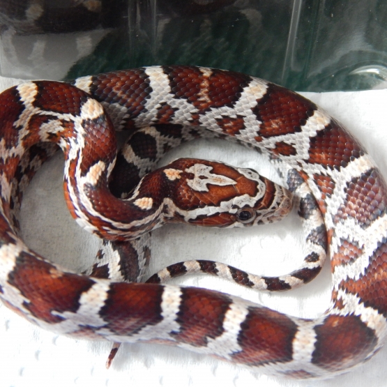 Image pour l'annonce vends elaphe (pantherophis guttatus)