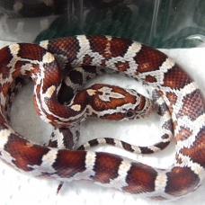 Image pour l'annonce vends elaphe (pantherophis guttatus)