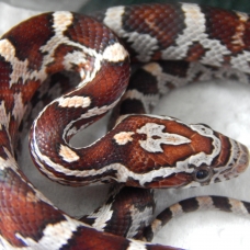 Image pour l'annonce vends elaphe (pantherophis guttatus)