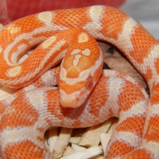 Image pour l'annonce vends elaphe (pantherophis guttatus)
