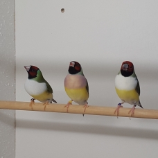 Image pour l'annonce Diamant gould