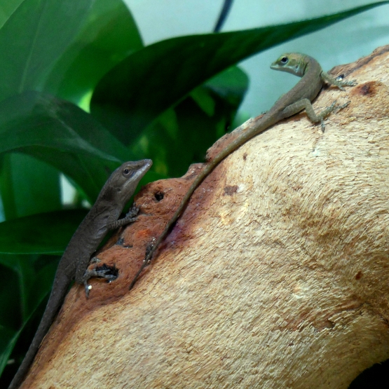 Image pour l'annonce Vends Anolis Carolinensis