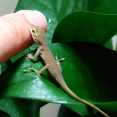 Image pour l'annonce Vends Anolis Carolinensis