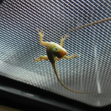 Image pour l'annonce Vends Anolis Carolinensis