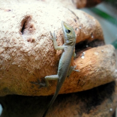 Image pour l'annonce Vends Anolis Carolinensis