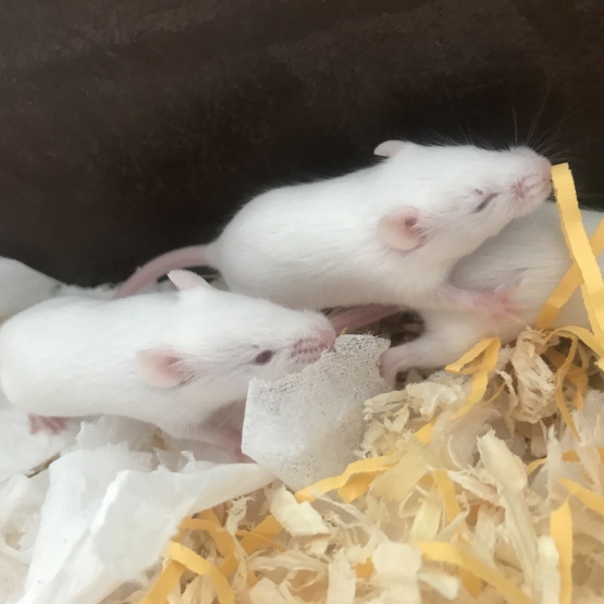 Image pour l'annonce Souris blanche