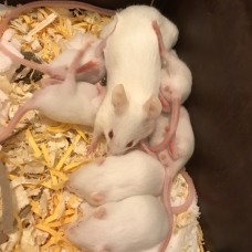 Image pour l'annonce Souris blanche