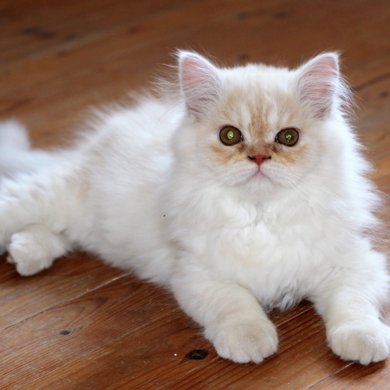 Image pour l'annonce Vends chatons type Persan