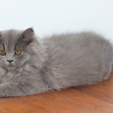 Image pour l'annonce Vends chatons type Persan