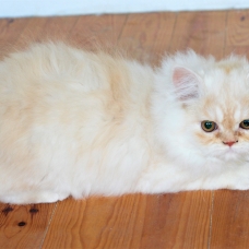 Image pour l'annonce Vends chatons type Persan