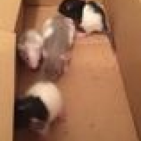 Image pour l'annonce donne bebe rat male