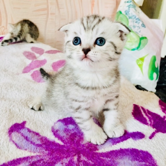 Image pour l'annonce Magnifiques chatons scottish