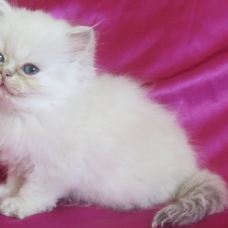 Image pour l'annonce Superbe chaton persan femelle Loof