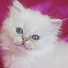 Image pour l'annonce Superbe chaton persan femelle Loof