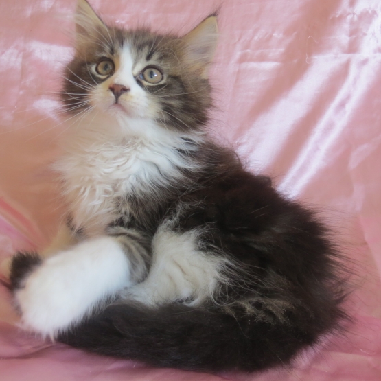 Image pour l'annonce Adorable Chaton Maine coon inscrite au Loof