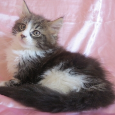 Image pour l'annonce Adorable Chaton Maine coon inscrite au Loof
