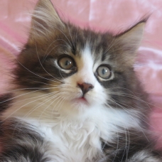 Image pour l'annonce Adorable Chaton Maine coon inscrite au Loof