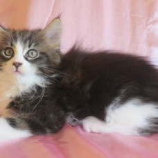 Image pour l'annonce Adorable Chaton Maine coon inscrite au Loof