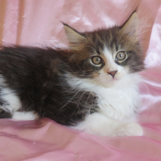 Image pour l'annonce Superbe Chaton Maine coon inscrite au Loof