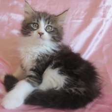 Image pour l'annonce Superbe Chaton Maine coon inscrite au Loof