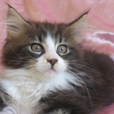 Image pour l'annonce Superbe Chaton Maine coon inscrite au Loof