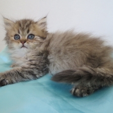 Image pour l'annonce Chatons persan golden et silver Loof