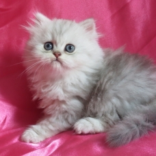 Image pour l'annonce Chatons persan golden et silver Loof