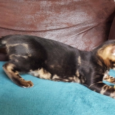 Image pour l'annonce vends 3 chatons bengal femelles loof disponible