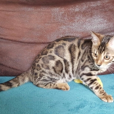 Image pour l'annonce vends 3 chatons bengal femelles loof disponible