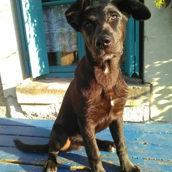 Image pour l'annonce Donne chiot croisé Beauceron/Labrador