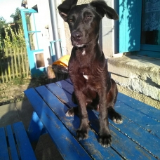 Image pour l'annonce Donne chiot croisé Beauceron/Labrador