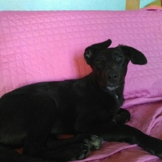 Image pour l'annonce Donne chiot croisé Beauceron/Labrador