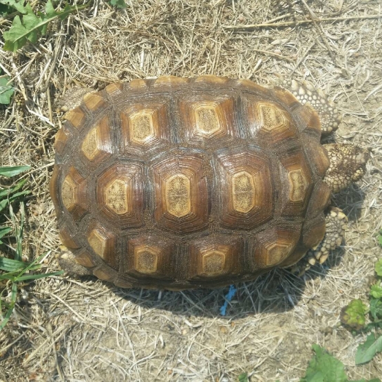 Image pour l'annonce Vente tortue sulcata
