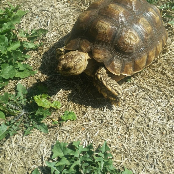 Image pour l'annonce Vente tortue sulcata