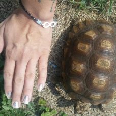 Image pour l'annonce Vente tortue sulcata