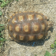 Image pour l'annonce Vente tortue sulcata