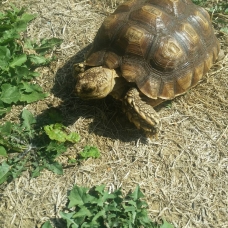 Image pour l'annonce Vente tortue sulcata