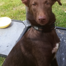 Image pour l'annonce Donne chien croisé malinois-épagneul