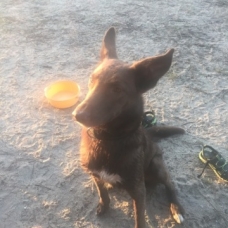 Image pour l'annonce Donne chien croisé malinois-épagneul