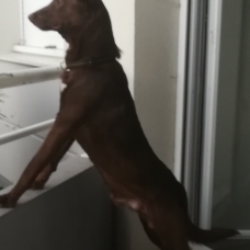 Image pour l'annonce Donne chien croisé malinois-épagneul